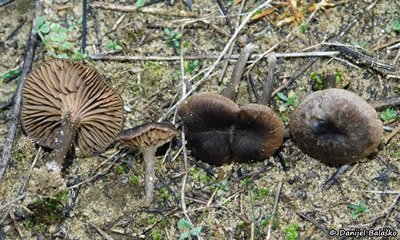 Entoloma rusticoides