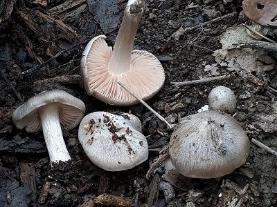 Entoloma saundersii