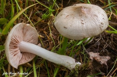 Entoloma sepium