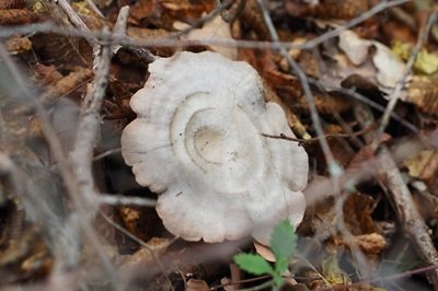 Entoloma undatum