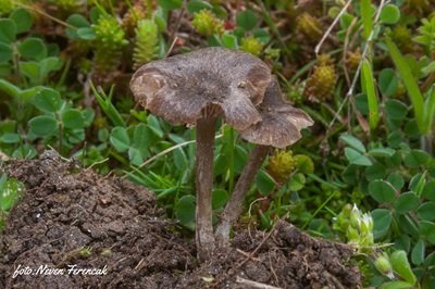 Entoloma undulatosporum