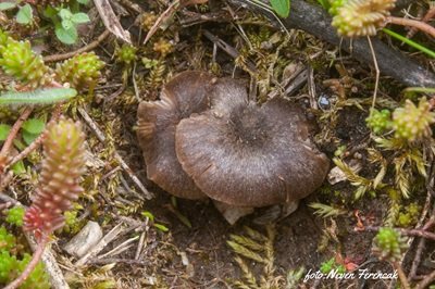 entoloma-undulatosporum