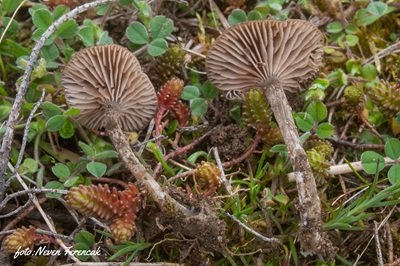 entoloma-undulatosporum