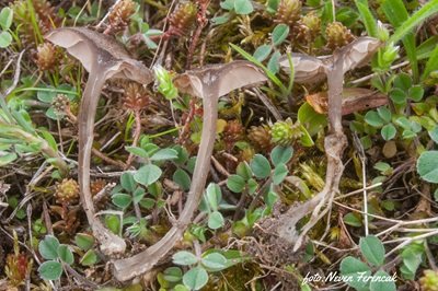 entoloma-undulatosporum