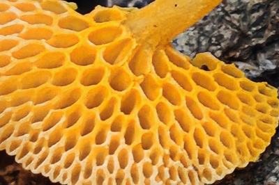 favolaschia-calocera2