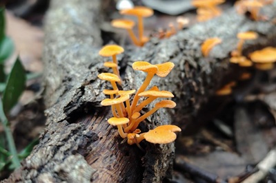 favolaschia-calocera4