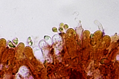 flammulaster-carpophilus10