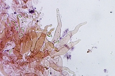 flammulaster-carpophilus11