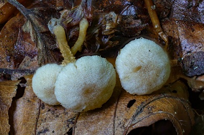 flammulaster-carpophilus2