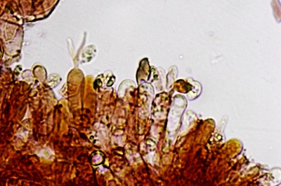 flammulaster-carpophilus9