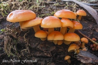 Flammulina elastica