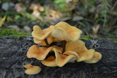Flammulina rossica