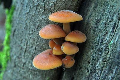 flammulina-velutipes