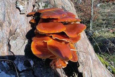 flammulina-velutipes