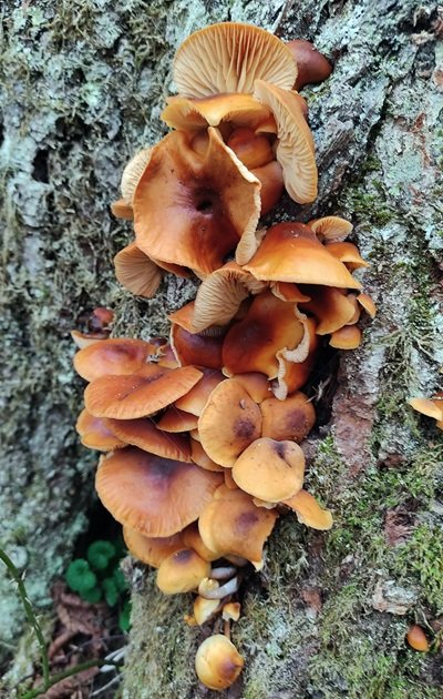 flammulina-velutipes