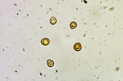fomitiporia-punctata11