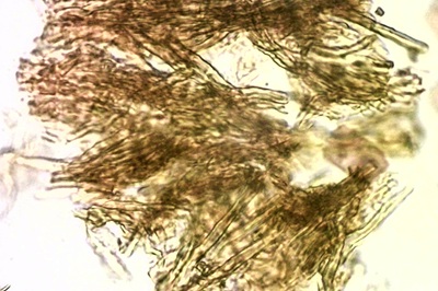 fomitiporia-punctata12