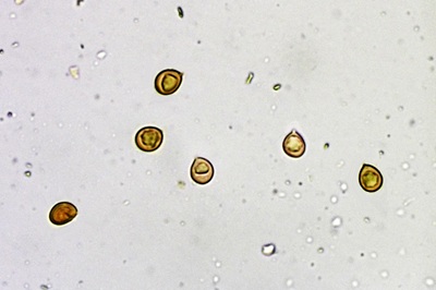 fomitiporia-punctata9