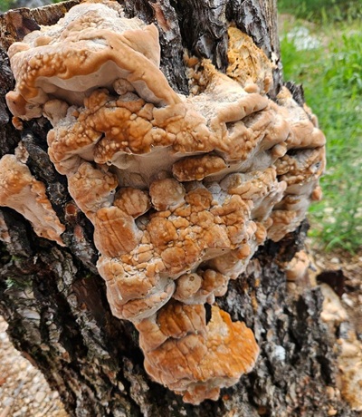 fomitopsis-iberica1