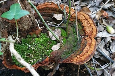 Fuscoporia torulosa