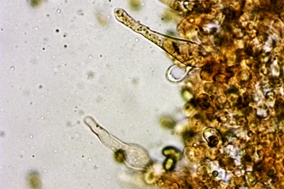 galerina-marginata6