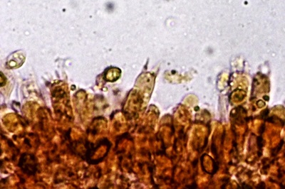 galerina-marginata8