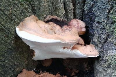 Ganoderma adspersum