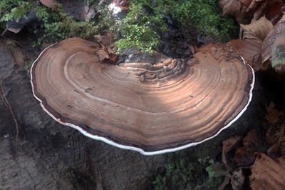 Ganoderma applanatum