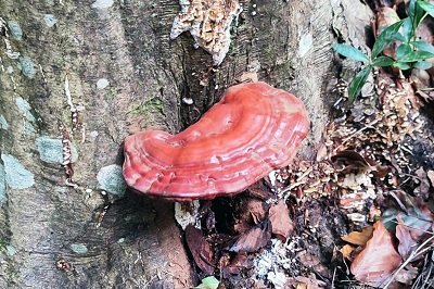 Ganoderma carnosum