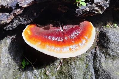 Ganoderma lucidum