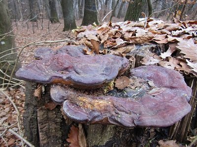 Ganoderma pfeifferi