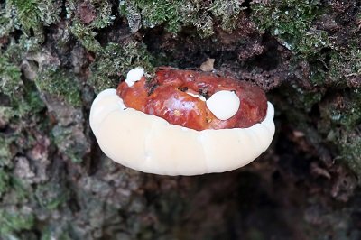 Ganoderma resinaceum