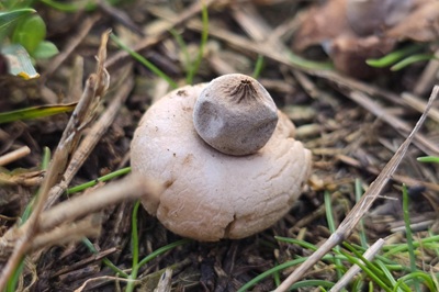 geastrum-elegans2