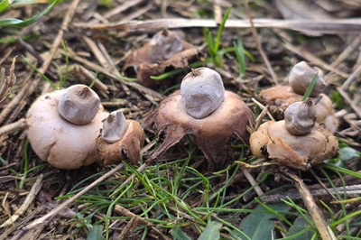 geastrum-elegans3