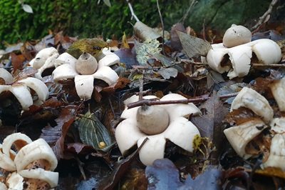 Geastrum fimbriatum