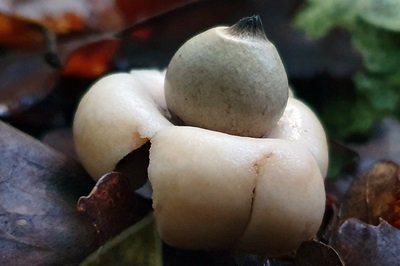 geastrum-fimbriatum