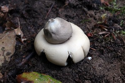 geastrum-fimbriatum