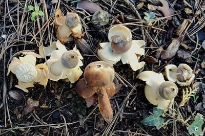 Geastrum fornicatum