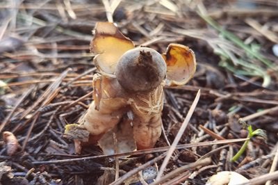 geastrum-fornicatum2