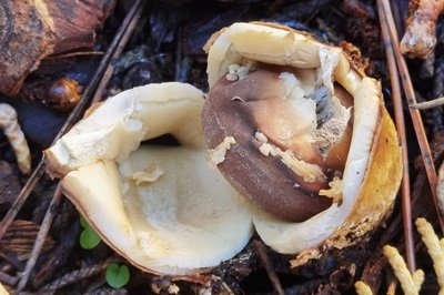 geastrum-fornicatum3