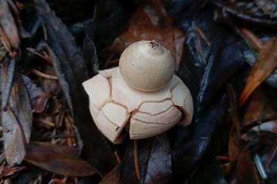 geastrum-michelianum4
