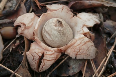 geastrum-michelianum7
