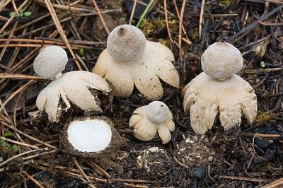 Geastrum minimum