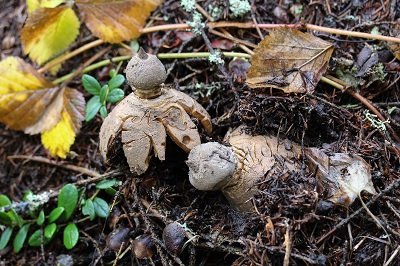 Geastrum pectinatum