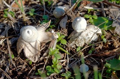 geastrum-striatum