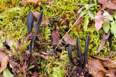 Geoglossum cookeanum