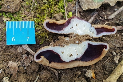 geoscypha-ampelina2