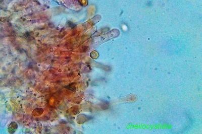 gymnopilus-penetrans10