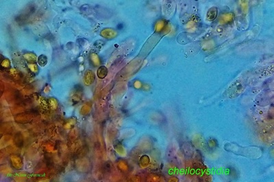 gymnopilus-penetrans11