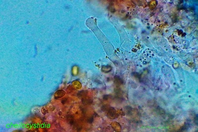 gymnopilus-penetrans12